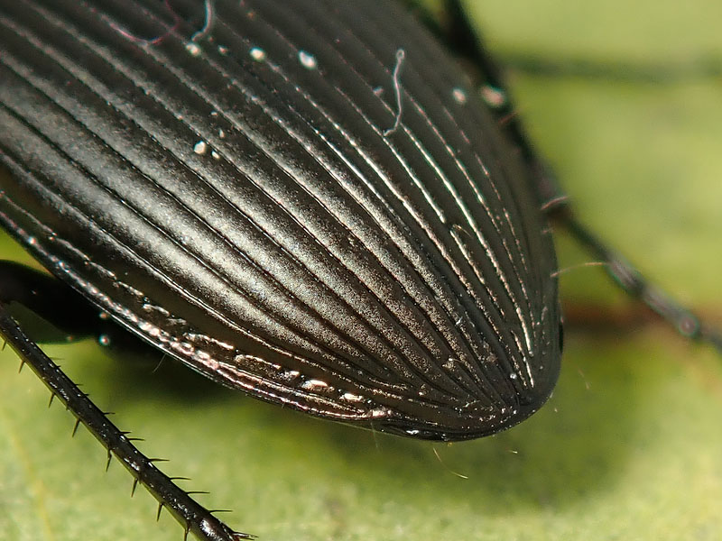 Carabidae: Harpalus cupreus ??  No. ma quasi.... Poecilus cupreus